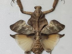 -上海昆虫博物馆