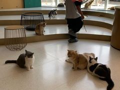 -飞行喵MR PILOT|猫舍·猫咖(静安大融城店)