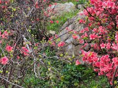 -梧桐山风景名胜区