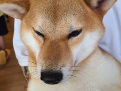 -南京Hallo宠物乐园·哈罗犬舍·柴犬繁育基地