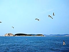 -长岛万鸟岛
