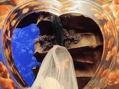 -芜湖新华联大白鲸海洋公园