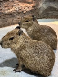 -Zoolung Zoolung动物主题公园(海信广场店)