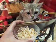 -猫色咖啡·猫咖