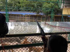 -是拉差龙虎园(Permanently closed)