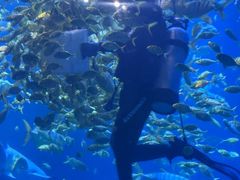 -太平洋海底世界