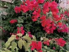 -云溪植物园