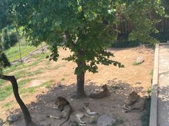 -西霞口神雕山野生动物世界