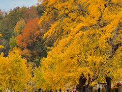 -千年银杏谷文化旅游区