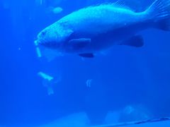 -太平洋海底世界