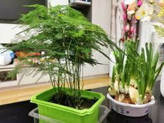 -双季花艺园艺市场(浦东店)