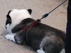 -九龙公园