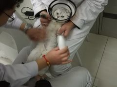 -中农大我爱我爱24h动物医院·中医针灸·猫专科·骨科医疗中心(双井店)