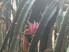 -呀路古热带植物园