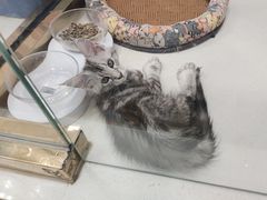 -糯米喵星人总部直营旗舰店·猫舍·幼猫出售