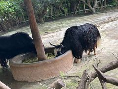 -深圳野生动物园