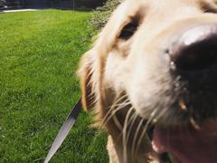 宠物寄养—大草坪遛弯儿-Oh My Dog宠物沙龙(伊珊娜皮毛护理店)