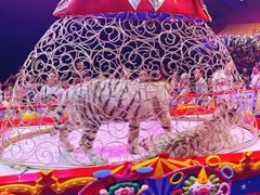 -广州长隆国际大马戏