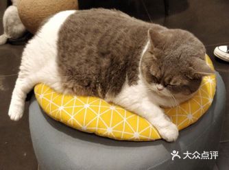 再坏的心情也会消散的，以后有条件，自己也养一只吧！