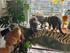 -平行世界·猫咖(首经贸店)