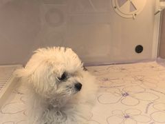 -翊宠yipet猫狗购宠庄园犬舍•猫舍