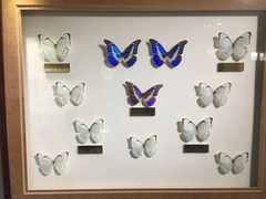 -上海昆虫博物馆