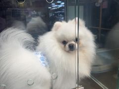 -FAELING PETS美天灵宠物(富力广场店)