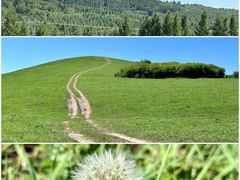 -御道口草原森林风景区