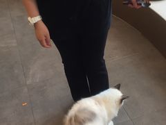 -飞行喵MR PILOT|猫舍·猫咖(静安大融城店)