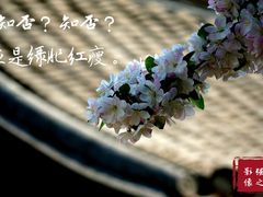 -海棠花溪(元大都城垣遗址公园)