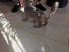 -欧奕国际动物医院