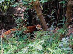 -成都大熊猫繁育研究基地