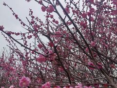 -桃花岭景区