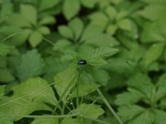 -广西壮族自治区药用植物园