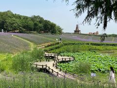 -大塘金香草谷