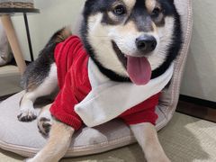 -逗柴咖啡屋·狗咖猫咖宠物桌游