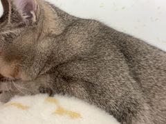 -伟伟宠物医院·瑞派猫友好医院·猫科(光谷店)
