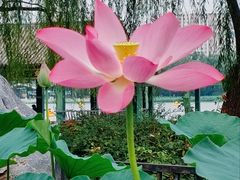 -莲花池公园