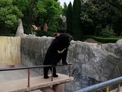 -东方熊牧场
