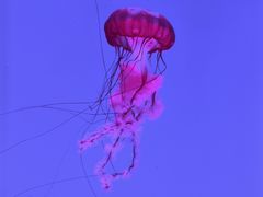 -瑞普利水族馆