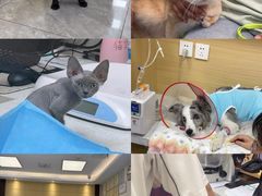 -美联众合爱康动物医院•复杂内科•肿瘤科•牙科•腔镜诊疗中心