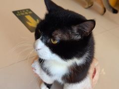 -平行世界·猫咖(首经贸店)