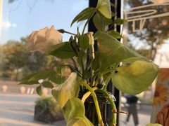-龙猫意杯花园餐厅(芙蓉湖店)