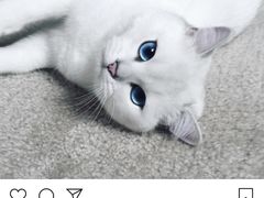 -袖虎·猫馆(体育西路店)