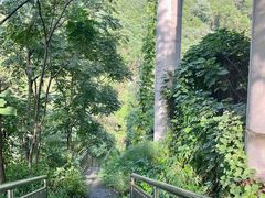 -铁山坪森林公园