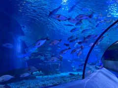 -太平洋海底世界