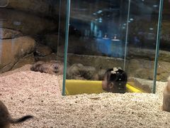 -Mr·Kuma酷么先生雪之乐园