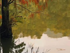 -深圳仙湖植物园