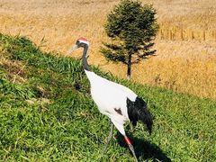-黑龙江扎龙生态旅游区