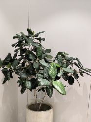 -禾丽康美医疗美容医院